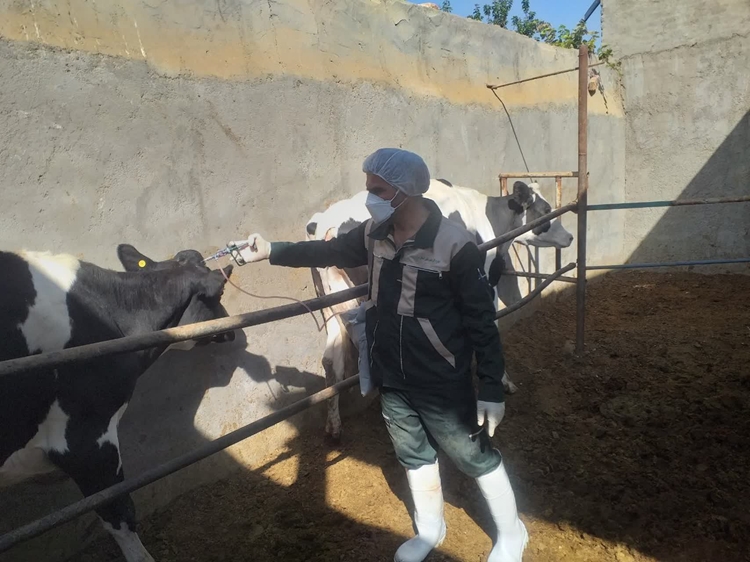 واکسن جدید با پوشش گسترده‌، تکمیل‌کننده ایمنی دام‌ها در زارچ